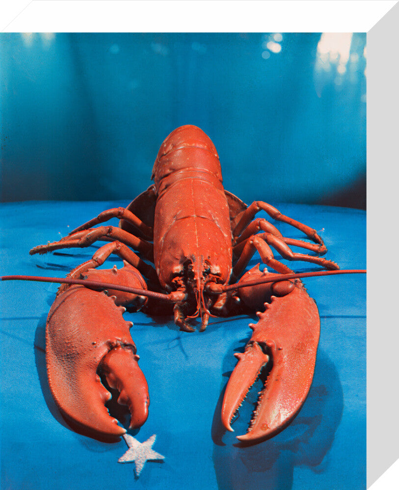Lobster portrait print (stretched canvas, small, no frame)