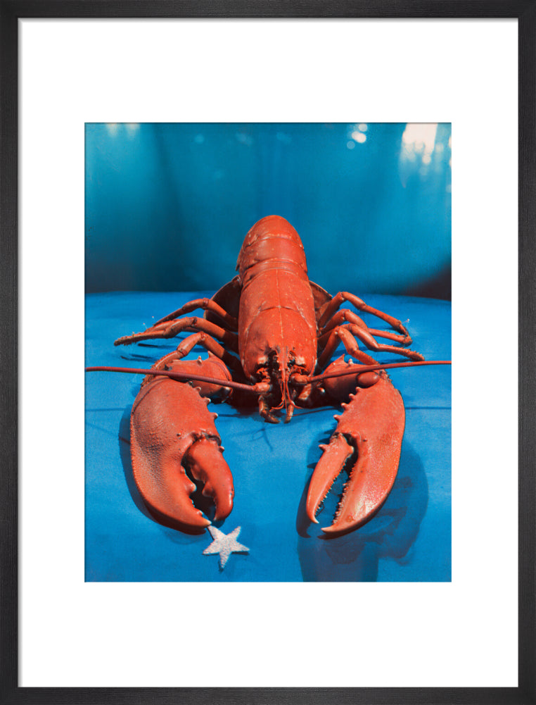 Lobster portrait print (art print, medium, black frame)