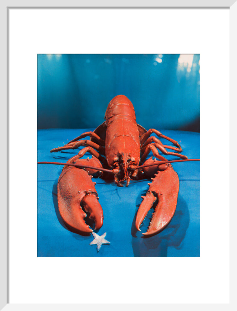 Lobster portrait print (art print, medium, white frame)