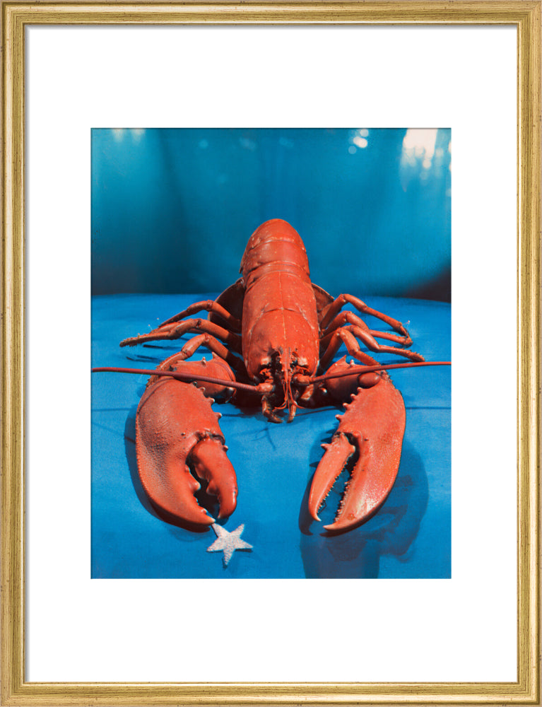 Lobster portrait print (art print, medium, gold frame)