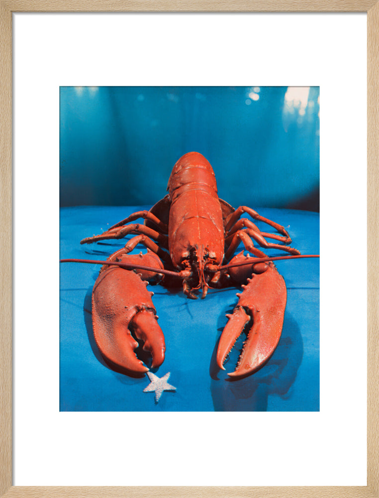 Lobster portrait print (art print, medium, natural frame)