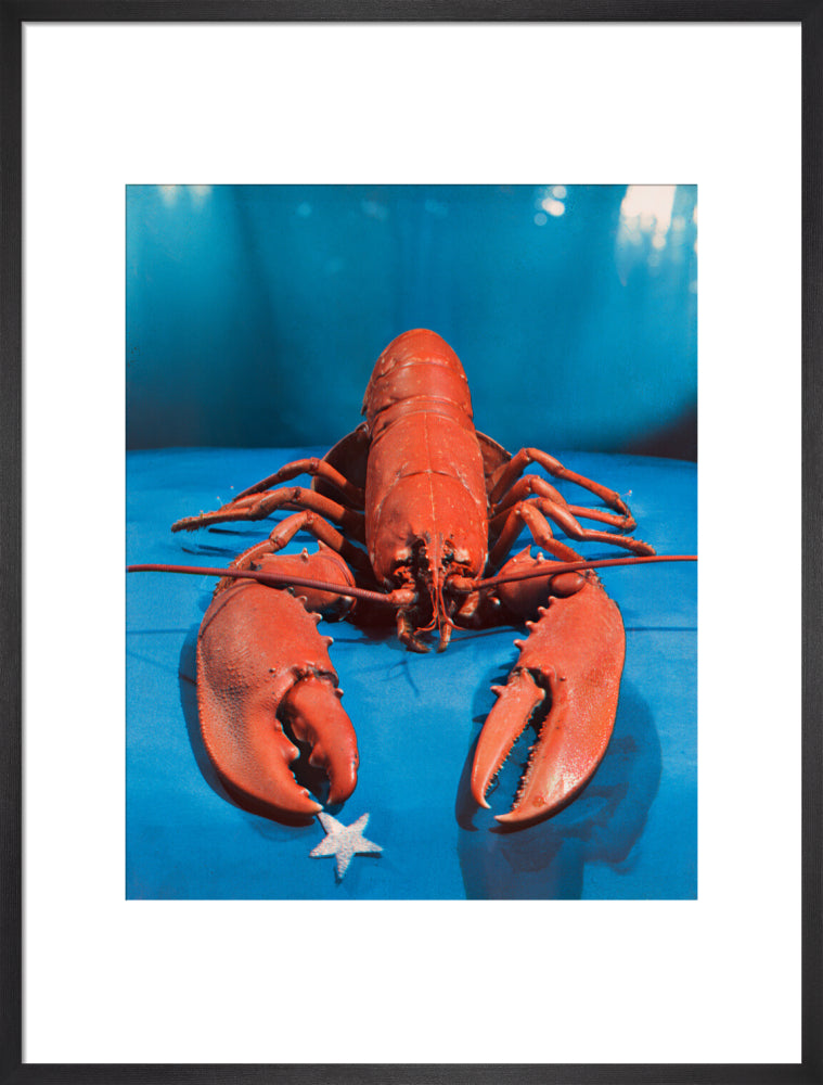 Lobster portrait print (art print, large, black frame)