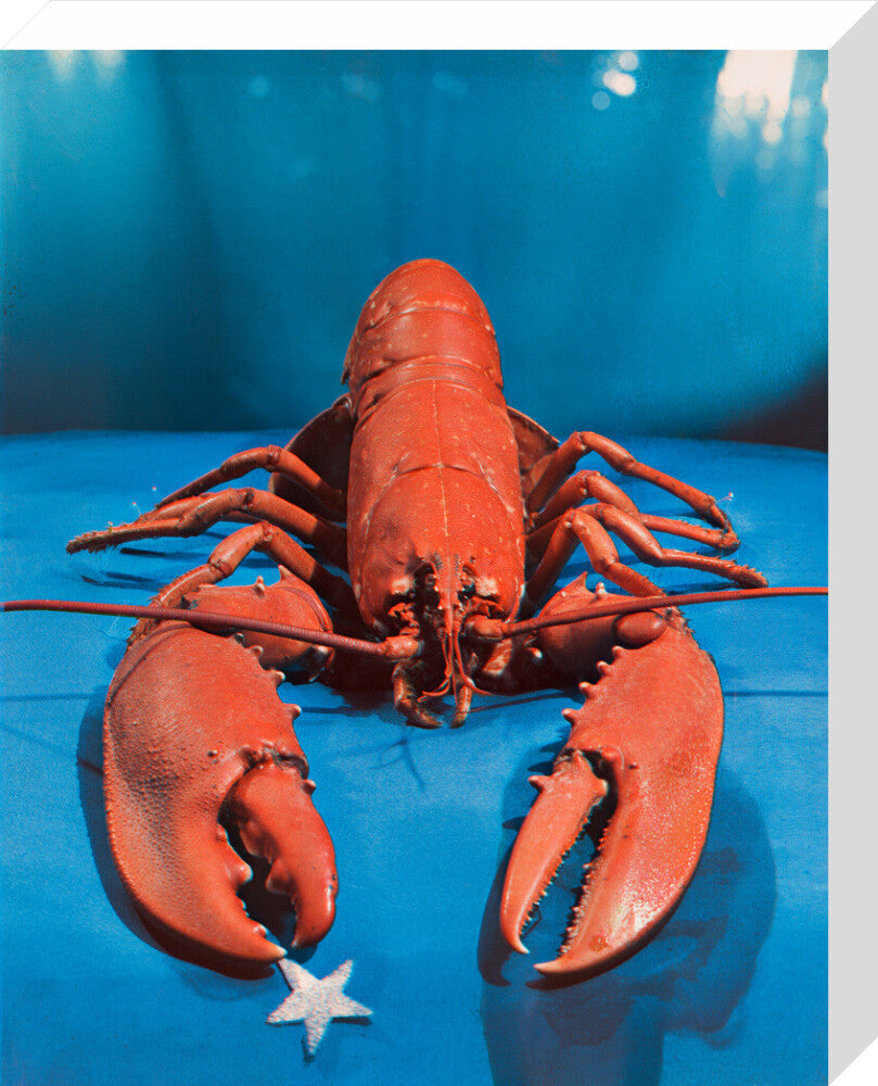 Lobster portrait print (stretched canvas, medium, no frame)