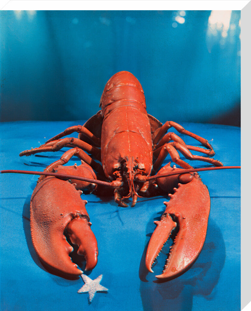Lobster portrait print (stretched canvas, large, no frame)