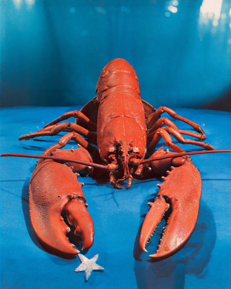 Lobster portrait print