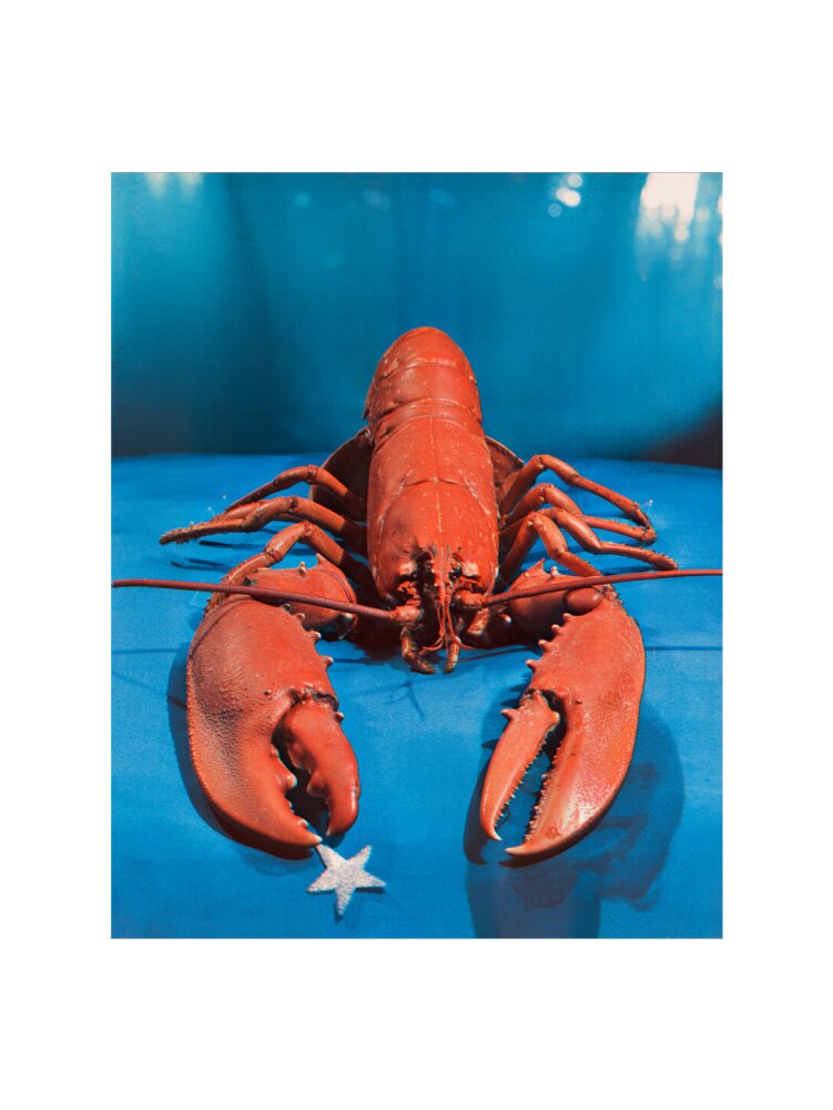Lobster portrait print (art print, large, no frame)
