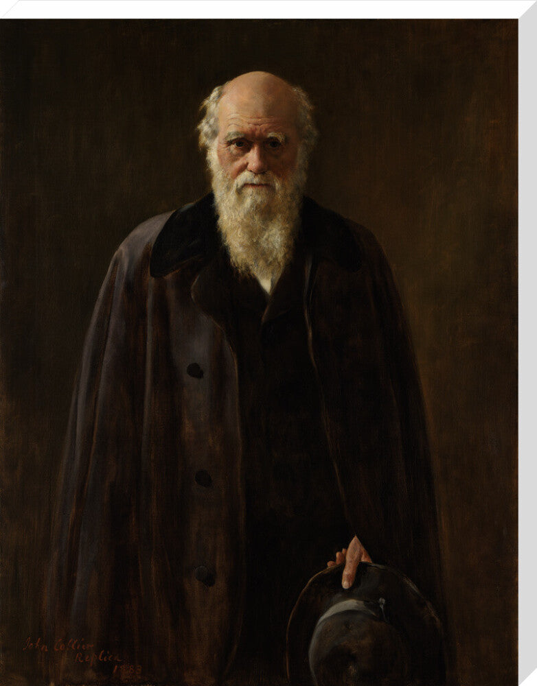 Charles darwin portrait print (stretched canvas, extra large, no frame frame)