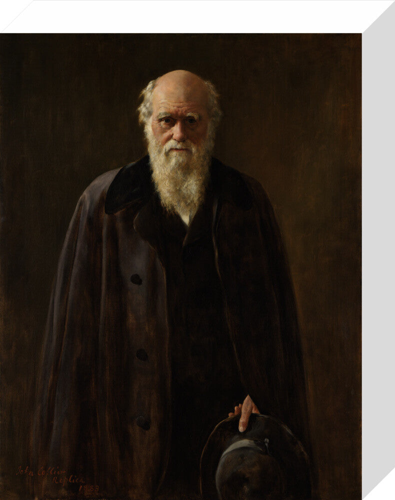 Charles darwin portrait print (stretched canvas, small, no frame frame)