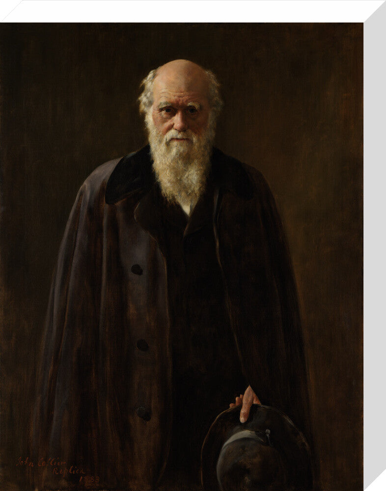 Charles darwin portrait print (stretched canvas, medium, no frame frame)