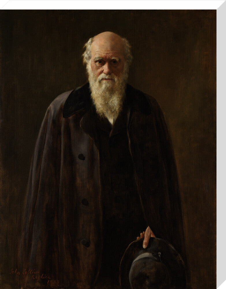 Charles darwin portrait print (stretched canvas, large, no frame frame)