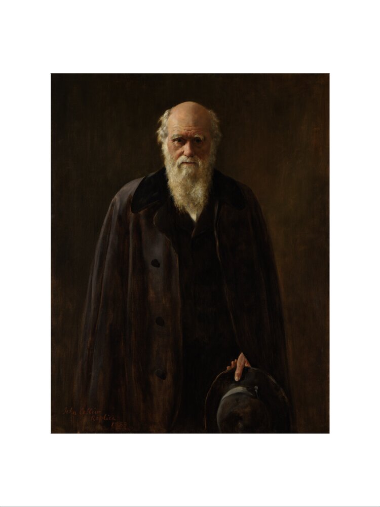 Charles darwin portrait print (art print, small, no frame frame)