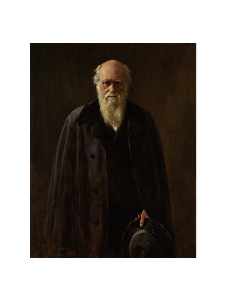 Charles darwin portrait print (art print, medium, no frame frame)