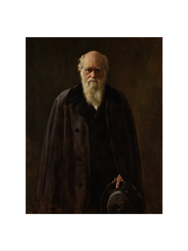 Charles darwin portrait print (art print, large, no frame frame)