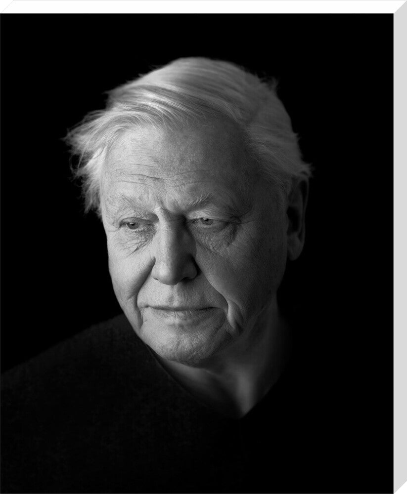 Sir david attenborough portrait print (stretched canvas, extra large, no frame)