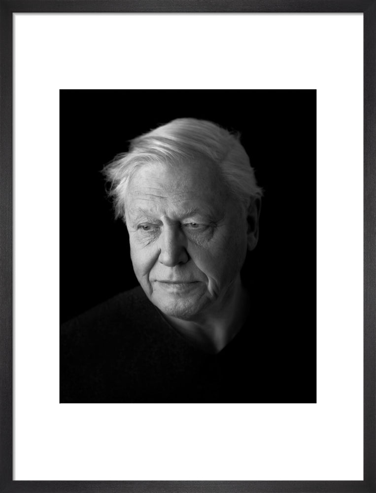 Sir david attenborough portrait print (art print, medium, black frame)