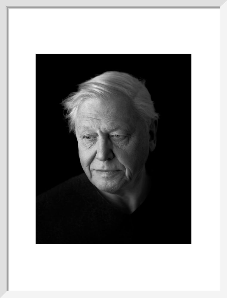 Sir david attenborough portrait print (art print, medium, white frame)
