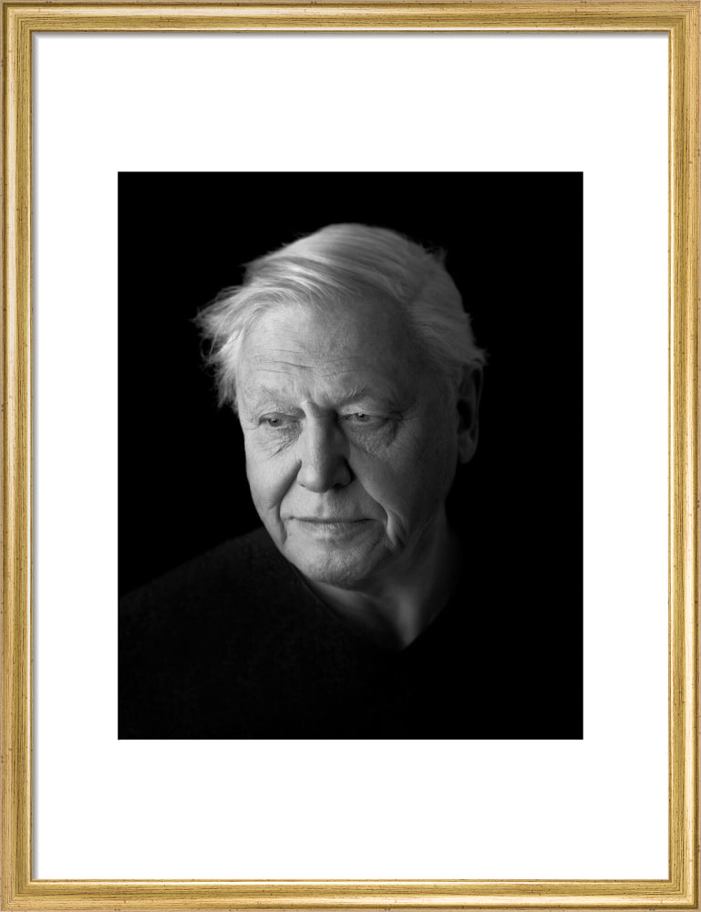 Sir david attenborough portrait print (art print, medium, gold frame)