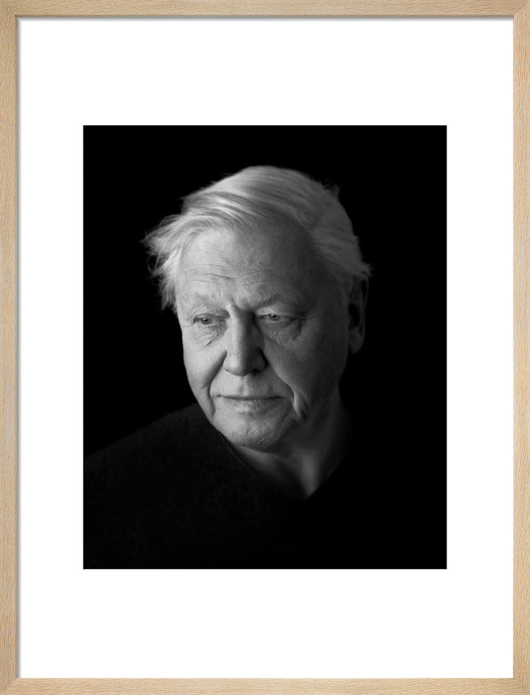 Sir david attenborough portrait print (art print, medium, natural frame)