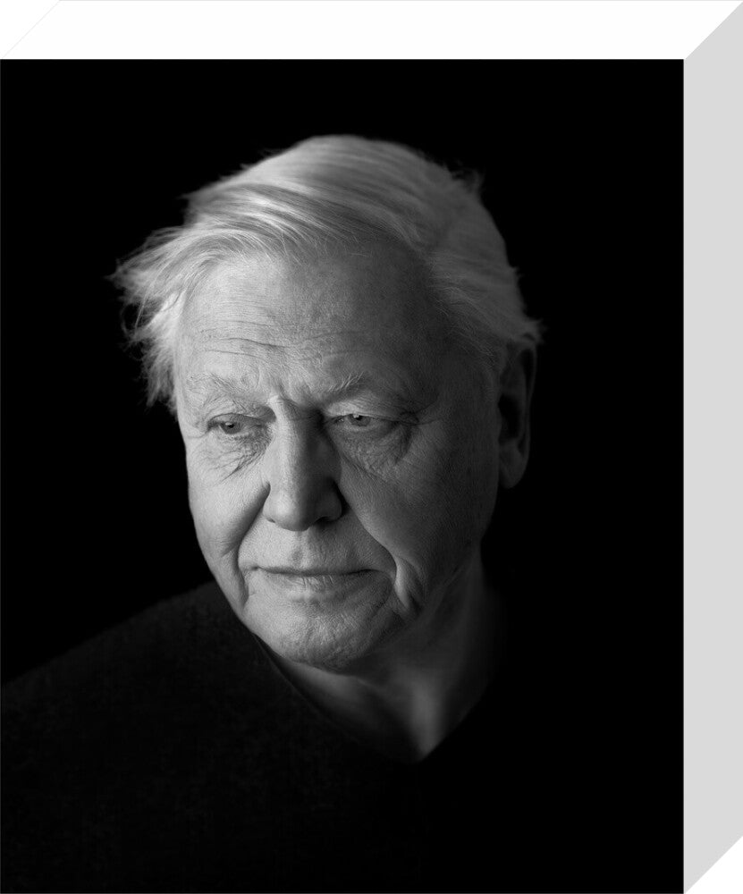 Sir david attenborough portrait print (stretched canvas, small, no frame)