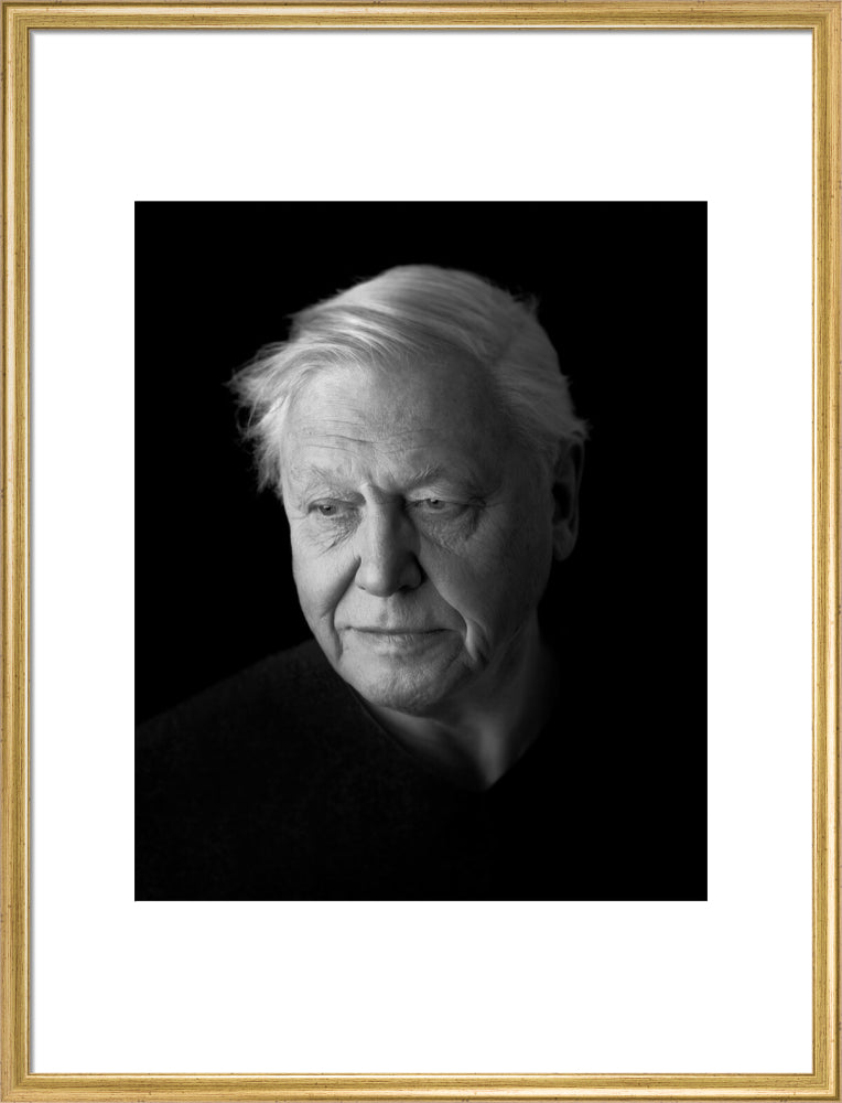 Sir david attenborough portrait print (art print, large, gold frame)