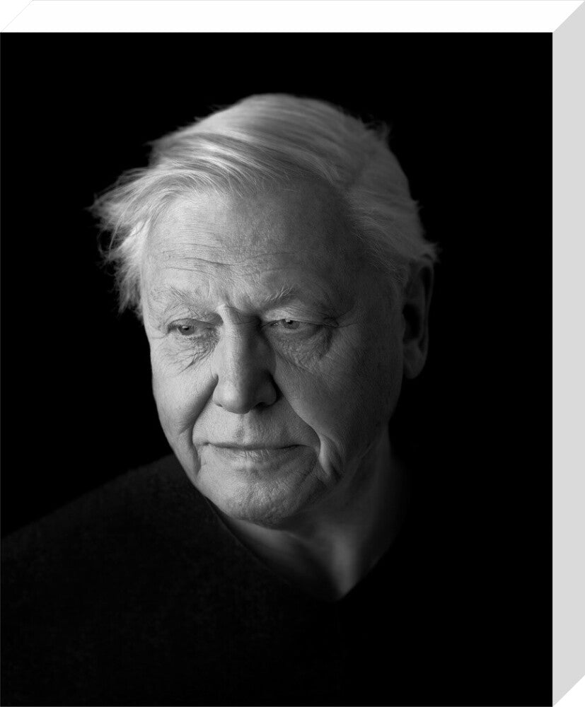Sir david attenborough portrait print (stretched canvas, medium, no frame)