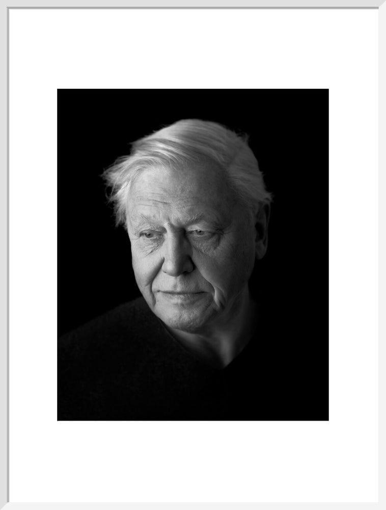 Sir david attenborough portrait print (art print, extra large, white frame)