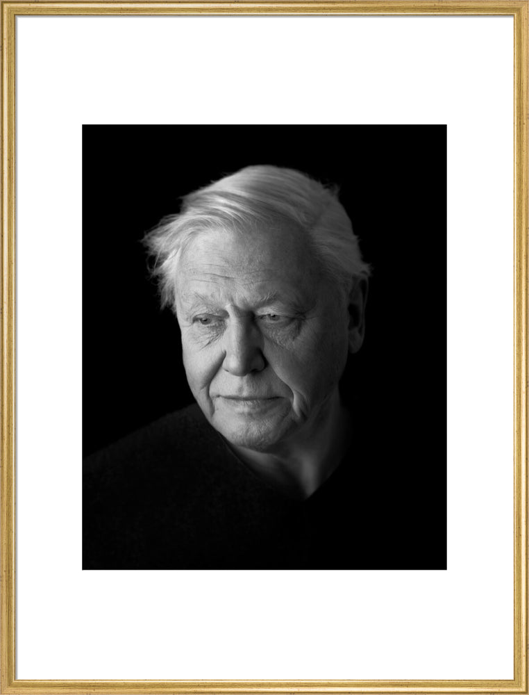 Sir david attenborough portrait print (art print, extra large, gold frame)