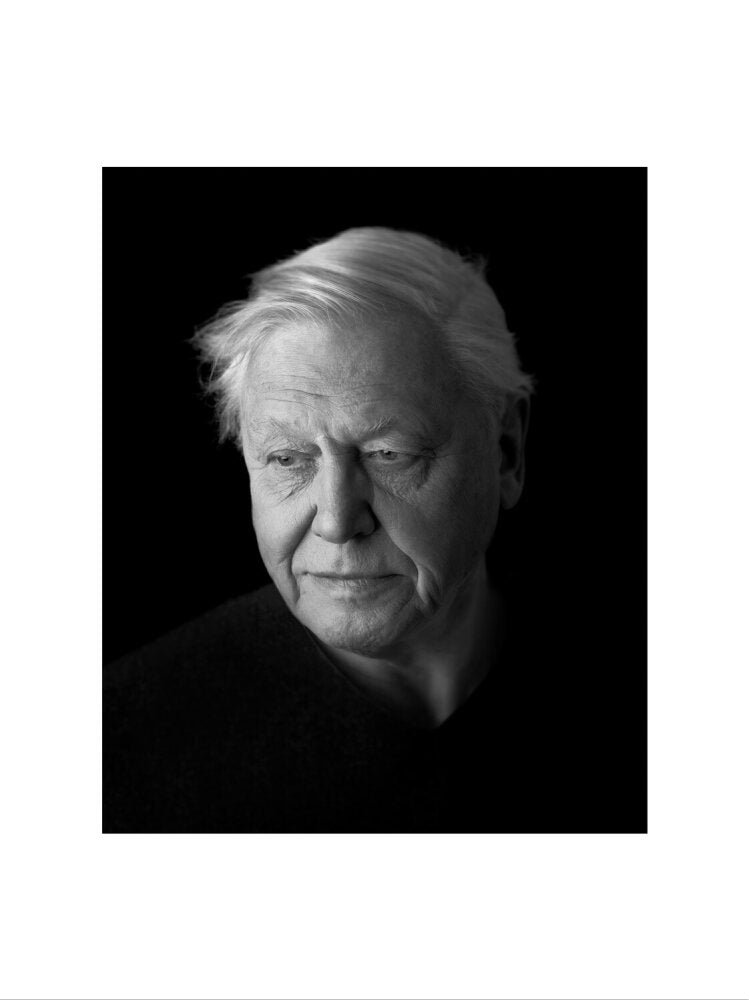 Sir david attenborough portrait print (art print, large, no frame)