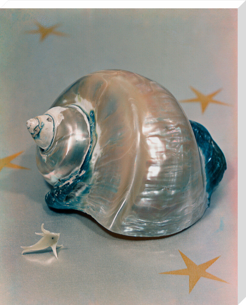 Shell portrait print (stretched canvas, extra large, no frame)