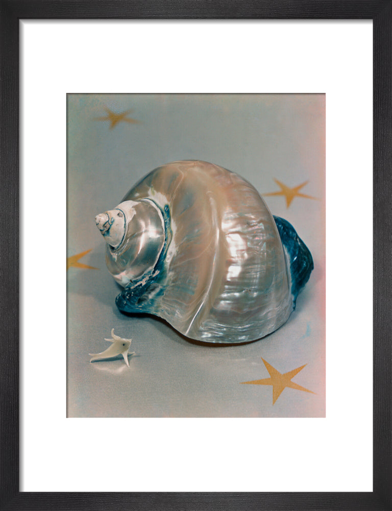 Shell portrait print (art print, small, black frame)