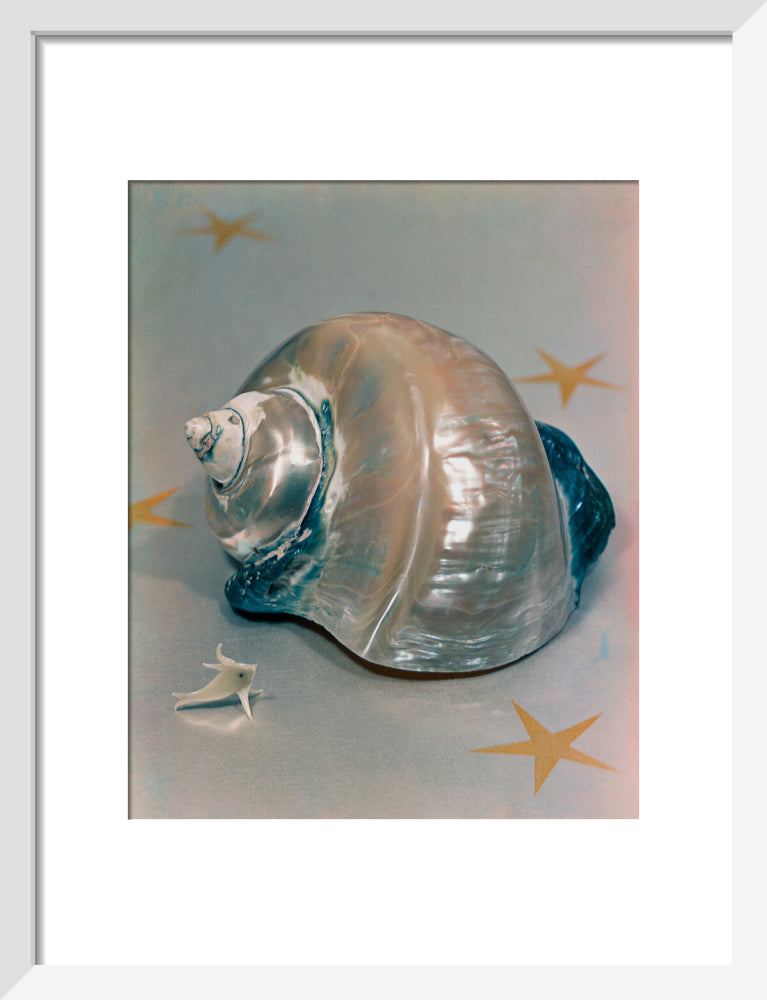 Shell portrait print (art print, small, white frame)