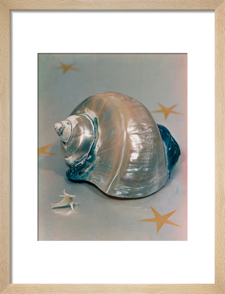 Shell portrait print (art print, small, natural frame)