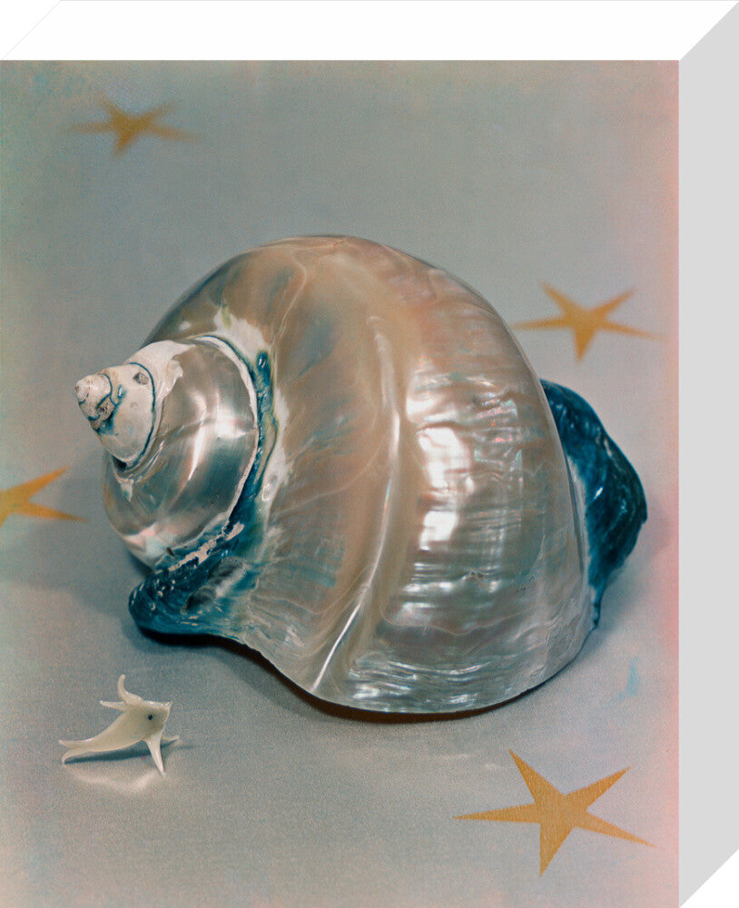 Shell portrait print (stretched canvas, small, no frame)