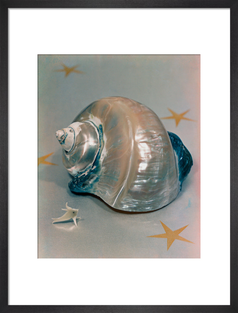 Shell portrait print (art print, medium, black frame)