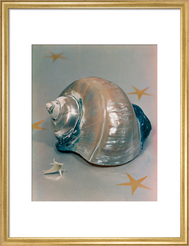 Shell portrait print (art print, medium, gold frame)