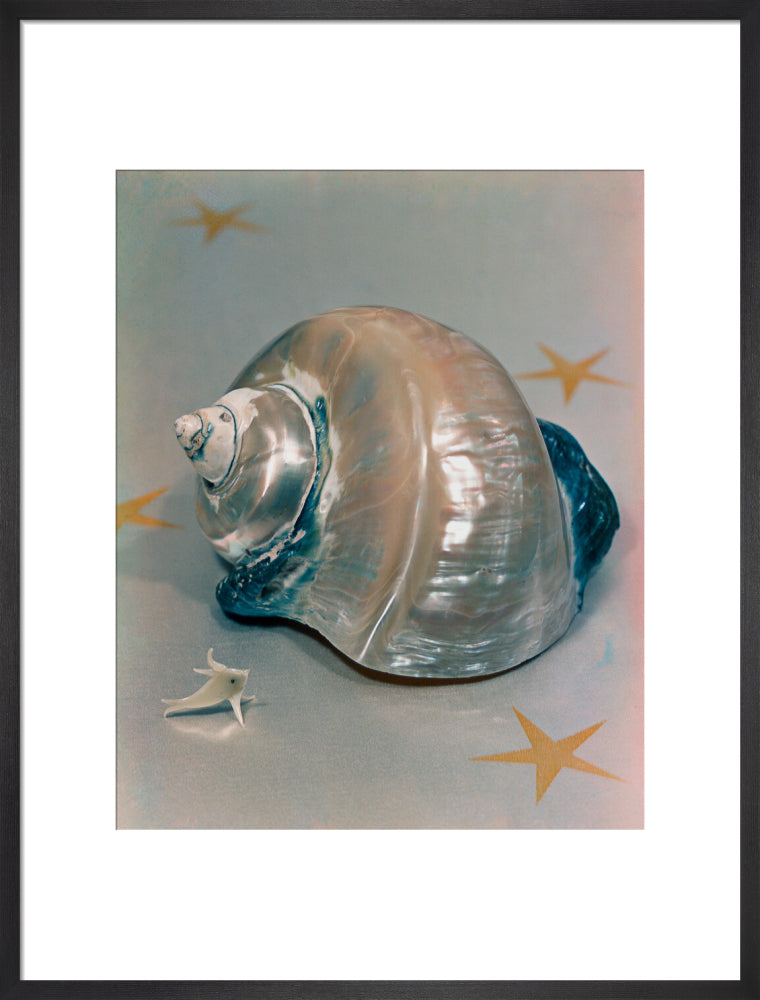 Shell portrait print (art print, large, black frame)