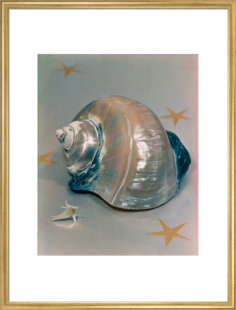 Shell portrait print (art print, large, gold frame)