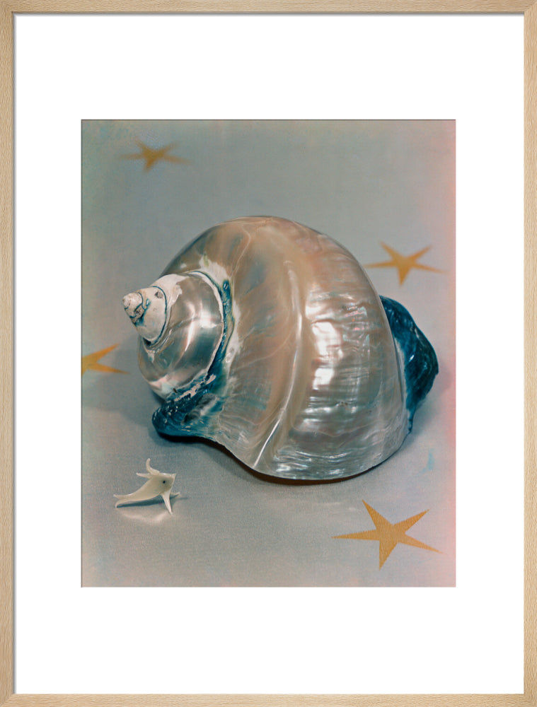 Shell portrait print (art print, large, natural frame)