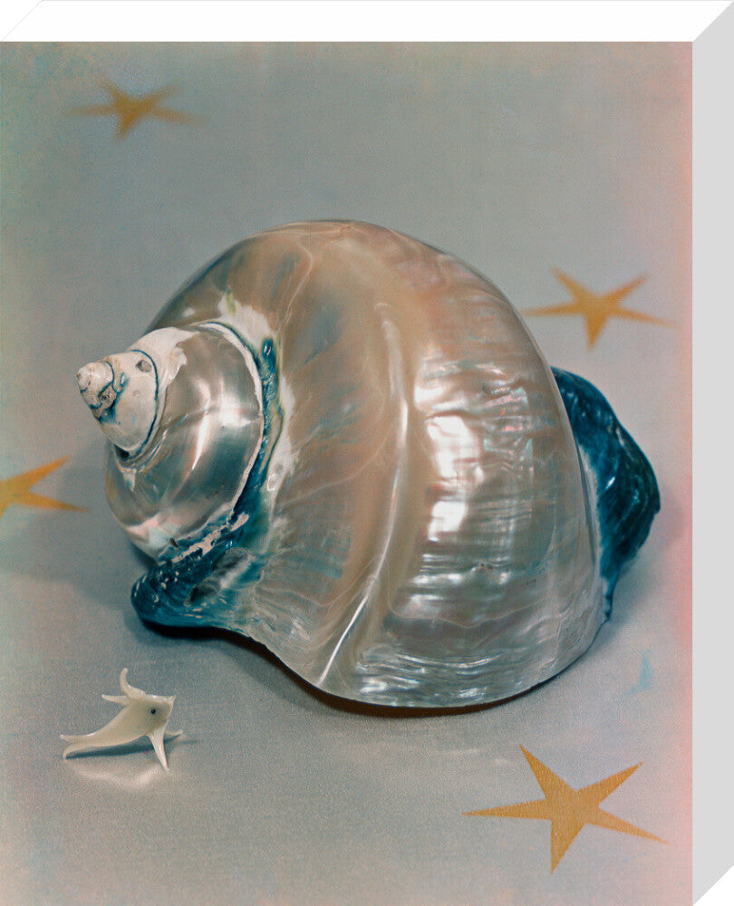 Shell portrait print (stretched canvas, medium, no frame)