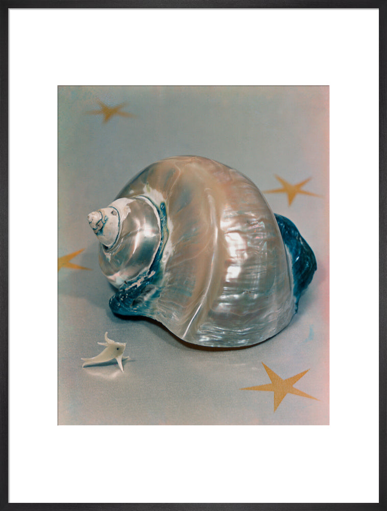 Shell portrait print (art print, extra large, black frame)