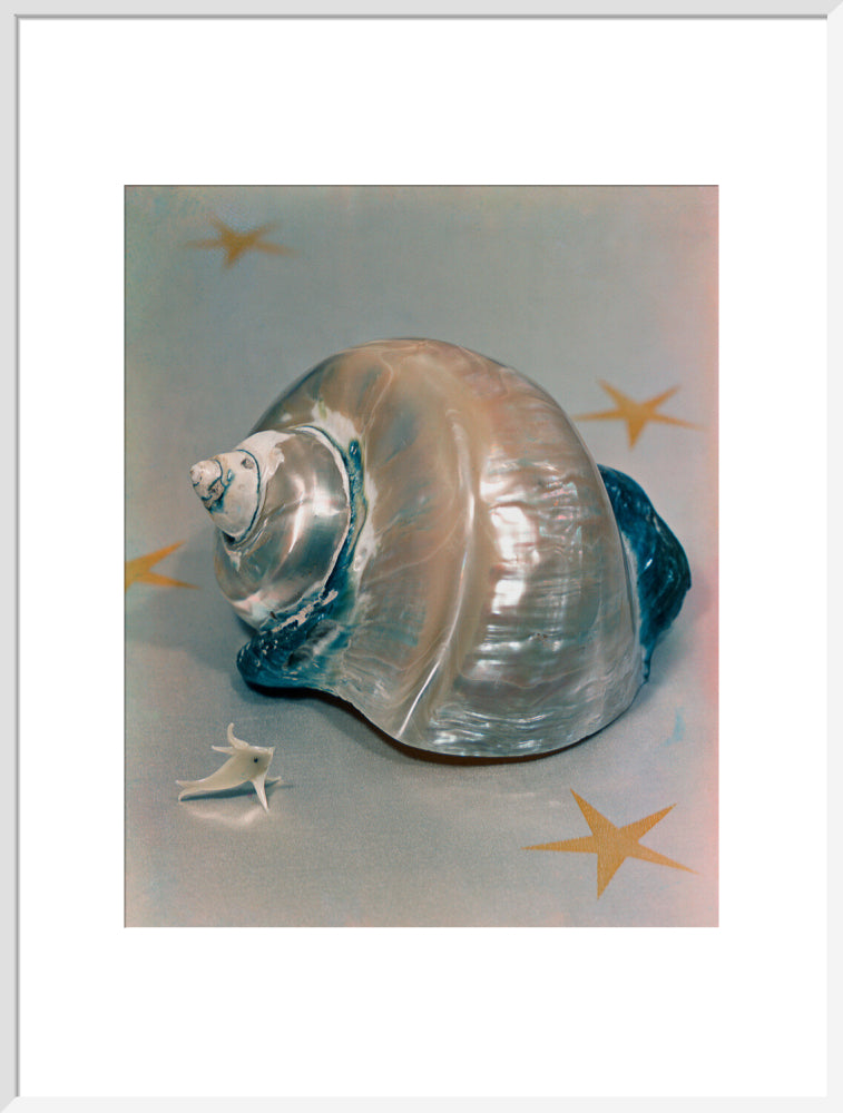 Shell portrait print (art print, extra large, white frame)