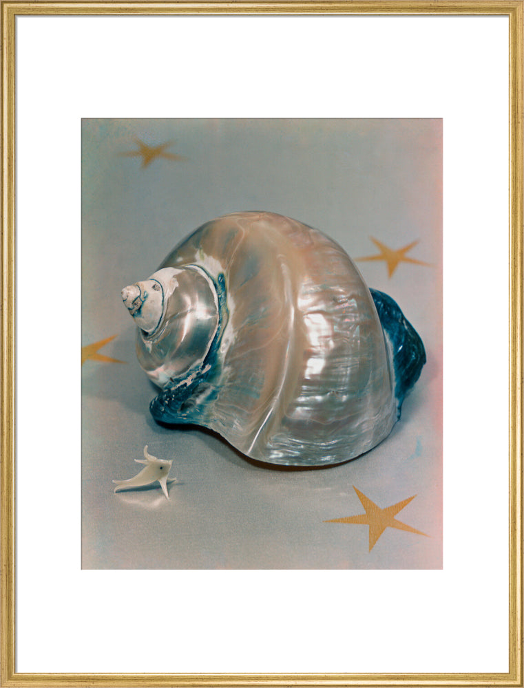 Shell portrait print (art print, extra large, gold frame)