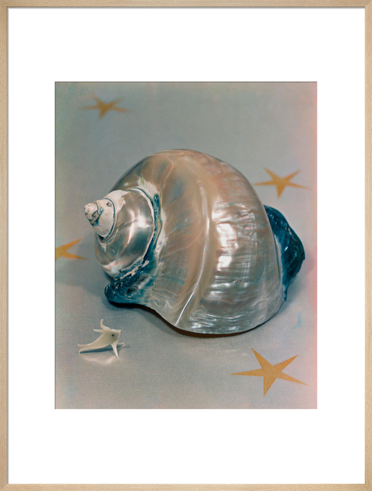 Shell portrait print (art print, extra large, natural frame)