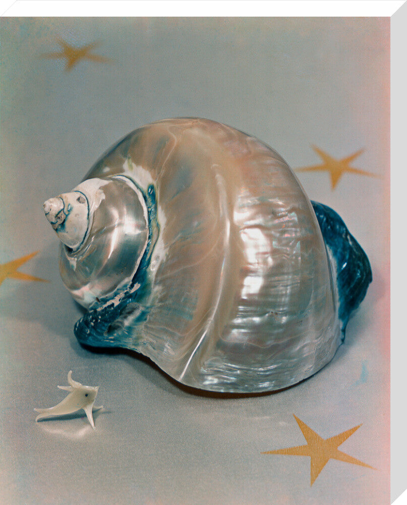 Shell portrait print (stretched canvas, large, no frame)