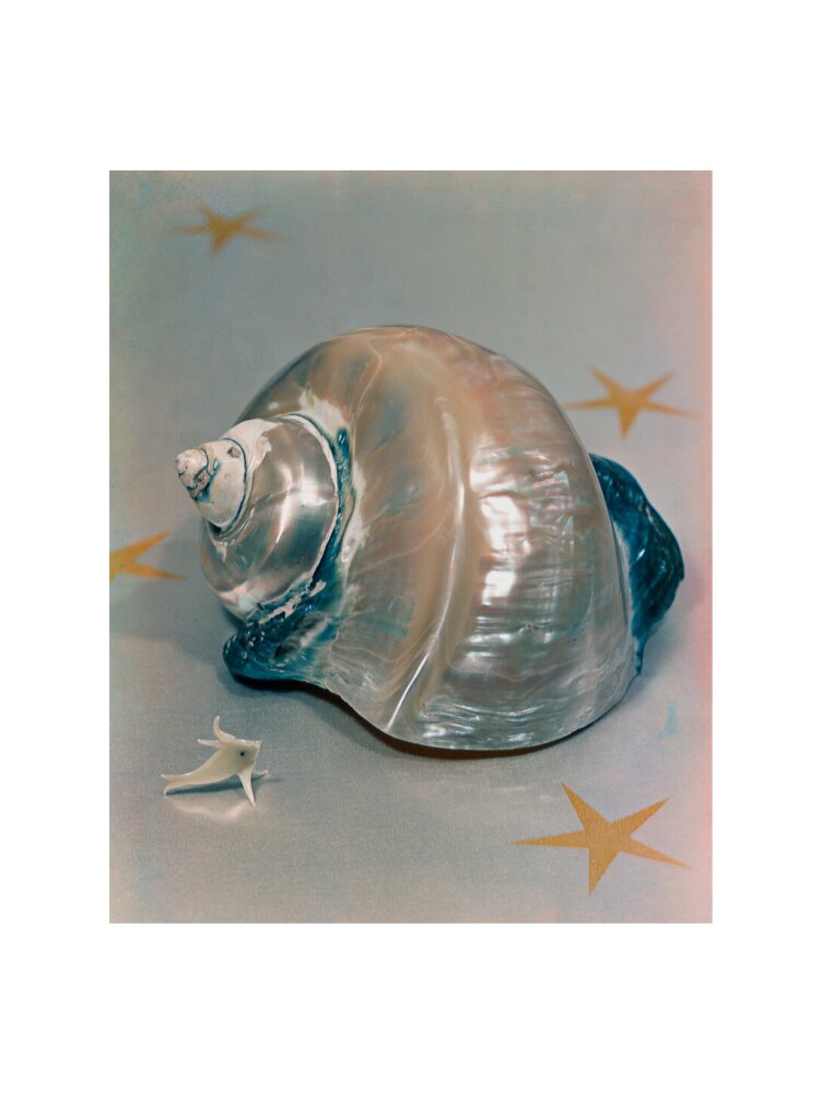 Shell portrait print (art print, small, no frame)