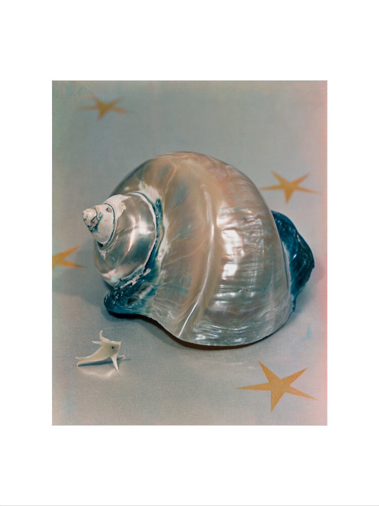 Shell portrait print (art print, extra large, no frame)