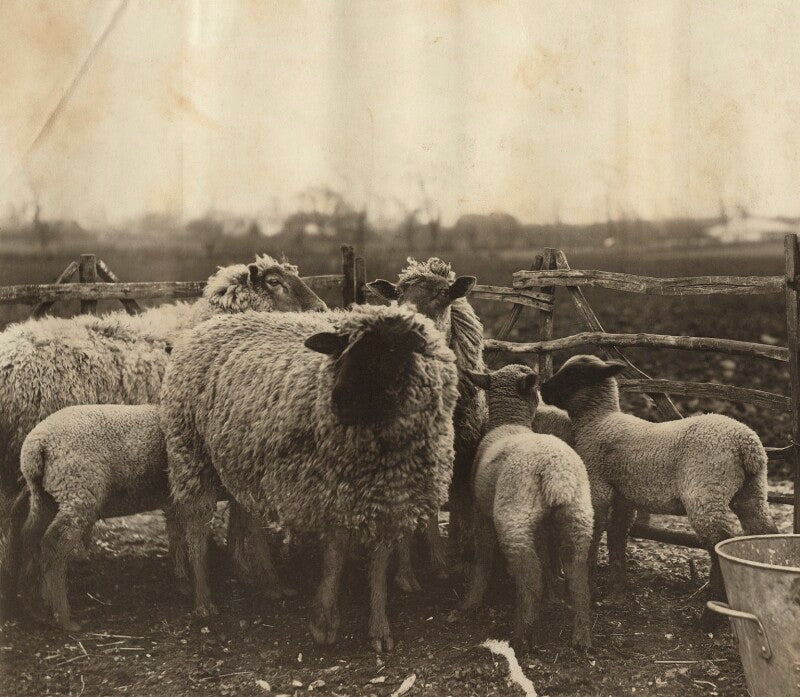 'in leckhampton fields' npg ax68422