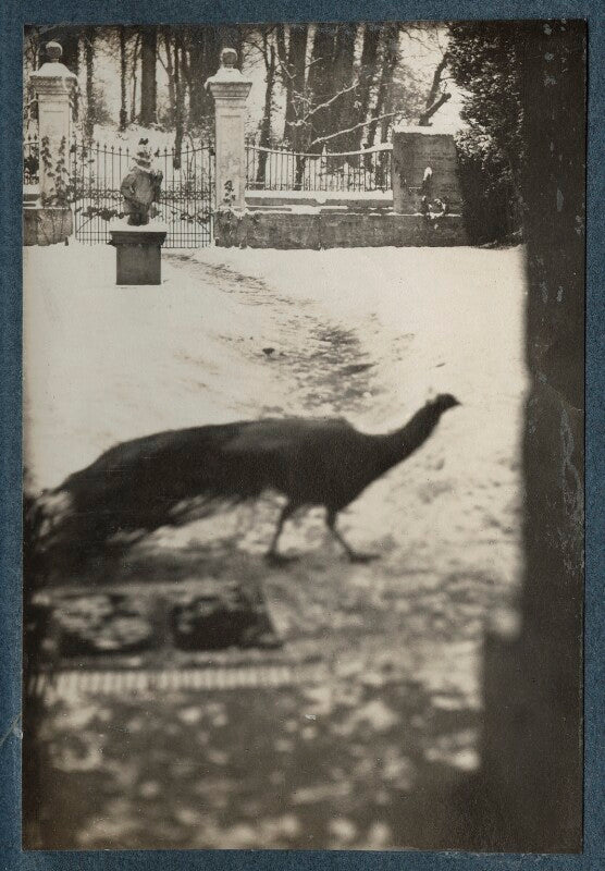 'garsington' npg ax142448