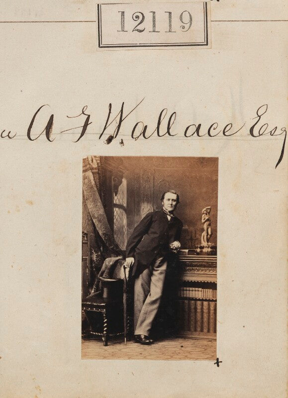 A.f. wallace npg ax61794