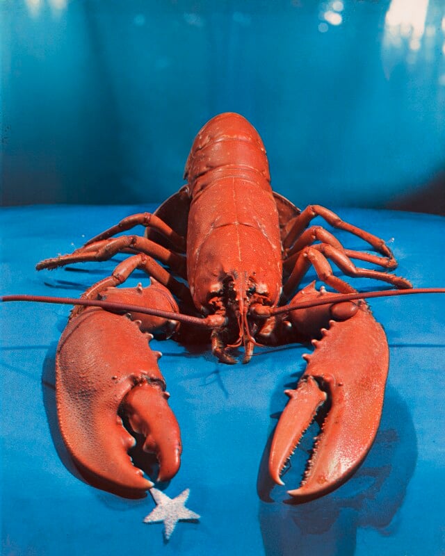 Lobster npg x221940